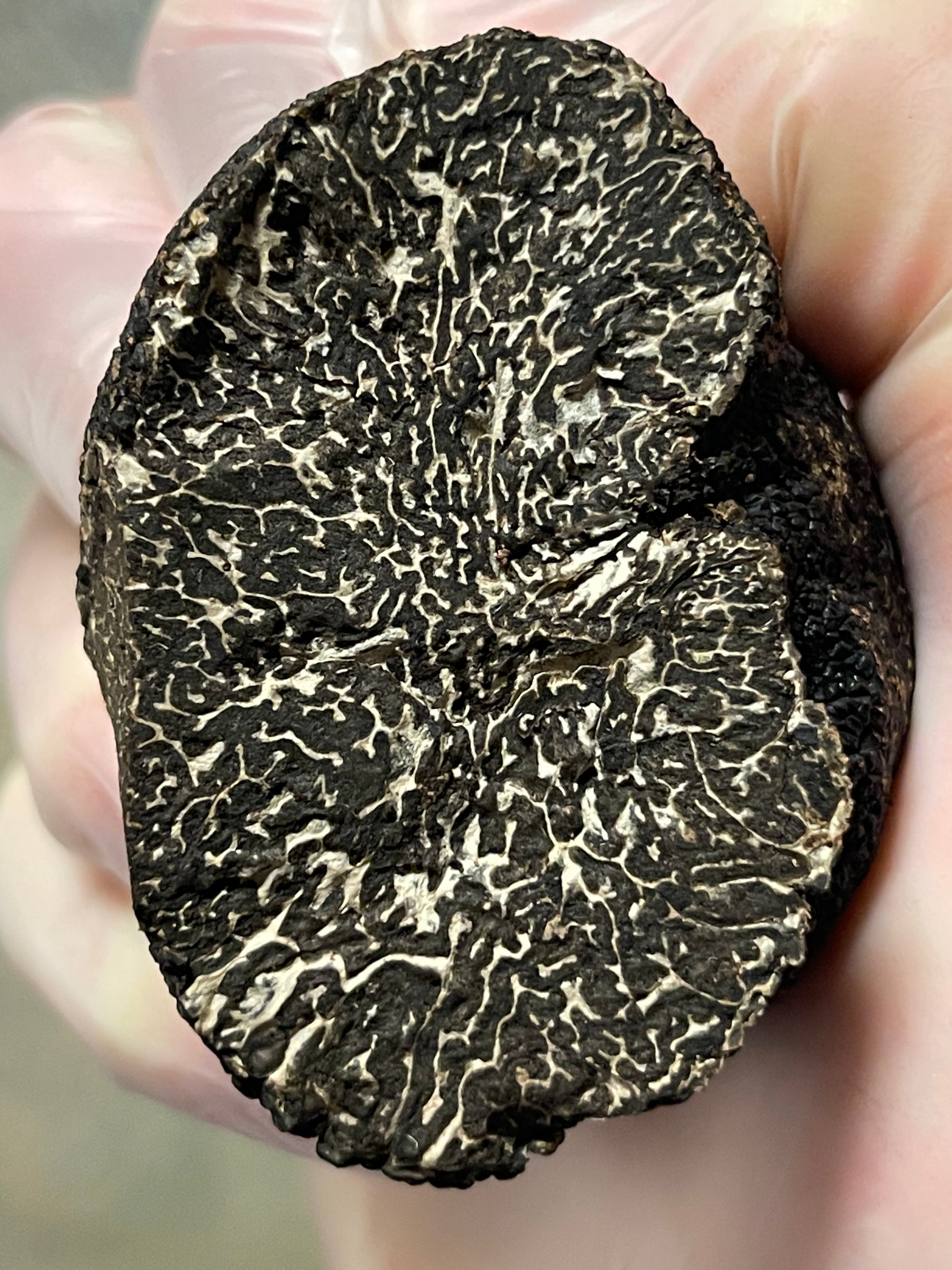 A whole Black Winter Périgord Truffle