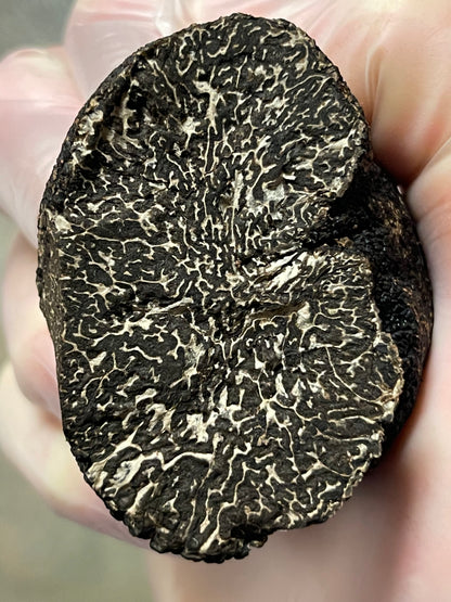 A whole Black Winter Périgord Truffle
